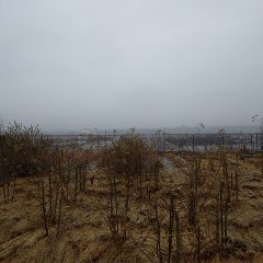 生憎の雨ですが温かい雨です