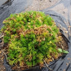 氷点下を耐えた葉は凍って焼けてしまい赤茶けています