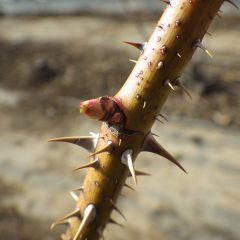 農場のローズも芽が伸び始めました