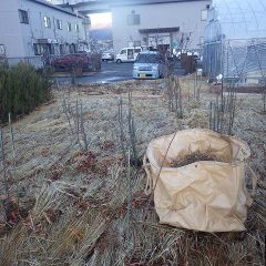 約1/4のローズを剪定する事が出来ました
