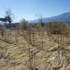 残りのローズを剪定します