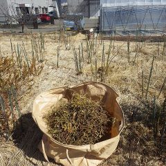 約半分の剪定が終わりました