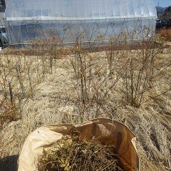 残り半分の剪定作業開始