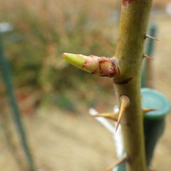 これからはひと雨ごとに春が近づきローズの芽から若葉の一部が見えて来ました