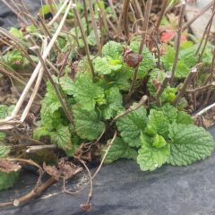 レモンバームの新芽が次々に出て来ています