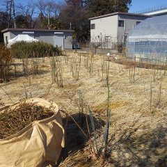 事務局前の剪定作業完了