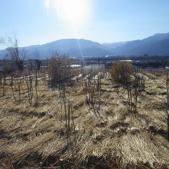 剪定が終わったので次は枝の更新と誘引作業です