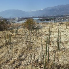 剪定の終わった事務局前のローズ畑