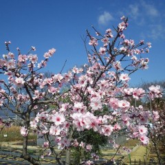 お花見