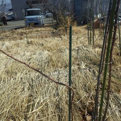 真っ直ぐになるよう支柱に誘引します