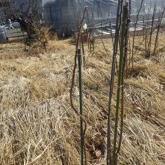 支柱に真っ直ぐ誘引しました