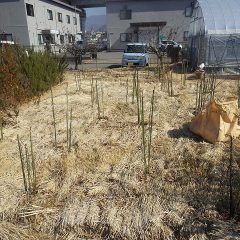 古い枝や枯れた枝を新しい枝に更新します
