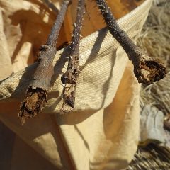 枯れた枝の株元はカミキリムシの幼虫に食べられていました