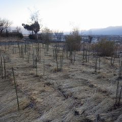 誘引作業終了