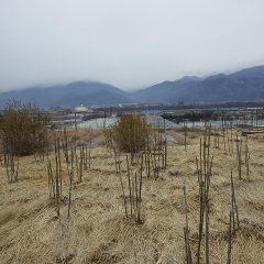 剪定・誘引の終わった事務局前のローズ畑