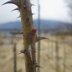 ローズの芽はまだ硬いままです