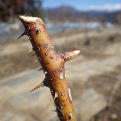 それでもローズの芽は順調に大きくなっています