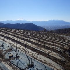 農場に現れた富士山は真っ白に雪化粧して凍る様に冷たい風が吹いています