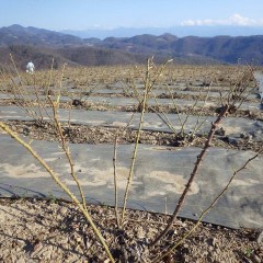 ローズ畑全体が薄っらと緑色になり始めました