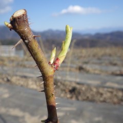 新芽もこんなに伸びています