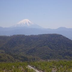 ぽかぽか陽気になった農場のローズ畑から富士山が見えました