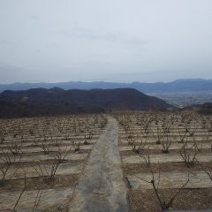 春の暖かさが続いた農場のローズ畑は一転真冬の寒さになりました