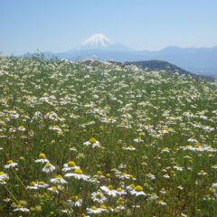 カモマイル・ジャーマン畑からも富士山が見えました