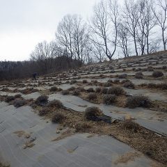 農場ではラベンダー畑の除草作業が行われています