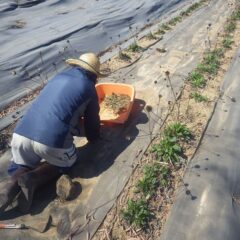 エキナセア畑の除草作業中