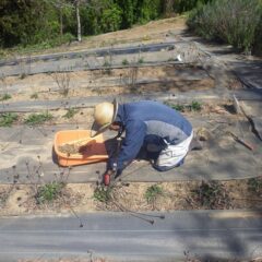 汗ばむ陽気の中で除草作業が続いています