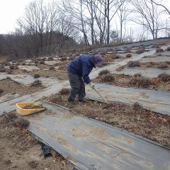 真冬の寒さになったラベンダー畑で黙々と除草作業を続けています
