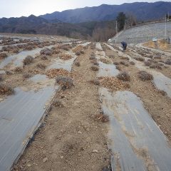 除草作業の終わったラベンダー畑