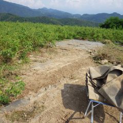 トラクターが通りやすいように防草シートを張りました