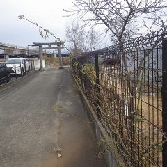 事務局前のフェンスから伸びているつるバラのシュート