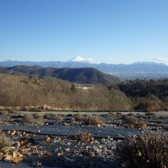 春剪定の終わったラベンダー畑から夕暮れの富士山を眺める