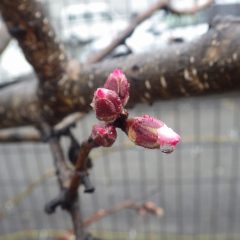 アーモンドの蕾からは花びらの先がのぞいています