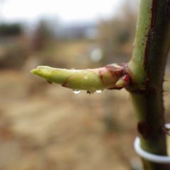 雨の降り続く事務局前のローズは日毎に芽が伸びています