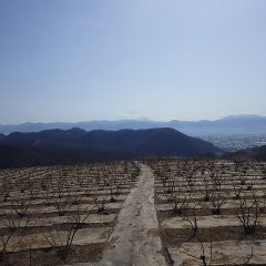 三月を迎えた農場のローズ畑