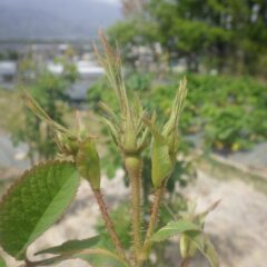 随分と蕾が膨らんで来ました