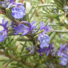 ローズマリーの花びらには雨粒が溜まっていました