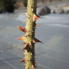 芽が動き出したローズの枝もあります