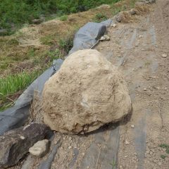 農場ではカモマイル・ジャーマン畑から出て来た石を掘り出しました（直径50cmオーバー）