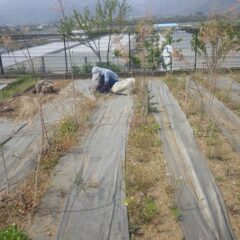 ティートゥリー畑の除草作業中