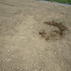 掘り出した後には直径1m程の大きな穴が開きました