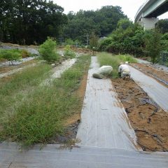 事務局裏では汗だくになって這いつくばり、除草地獄が続いています