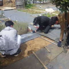 ハーブが大きくなる前に大急ぎで作業しています