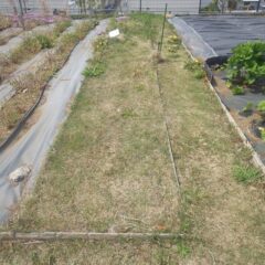 通路の芝が畑を覆てしまいました