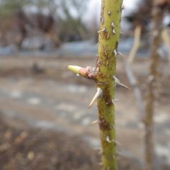 農場のローズも芽が伸びています