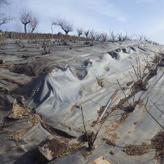 ローズ畑の法面に敷いた防草シートがボロボロになっていました