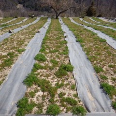 厳しい寒さに耐えてようやく春を迎えました